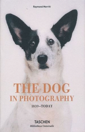 DOG IN PHOTOGRAPHY