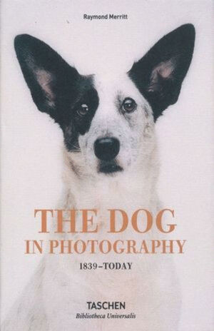 DOG IN PHOTOGRAPHY
