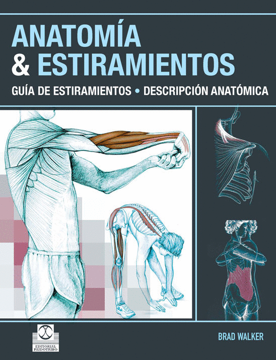 ANATOMIA & ESTIRAMIENTOS